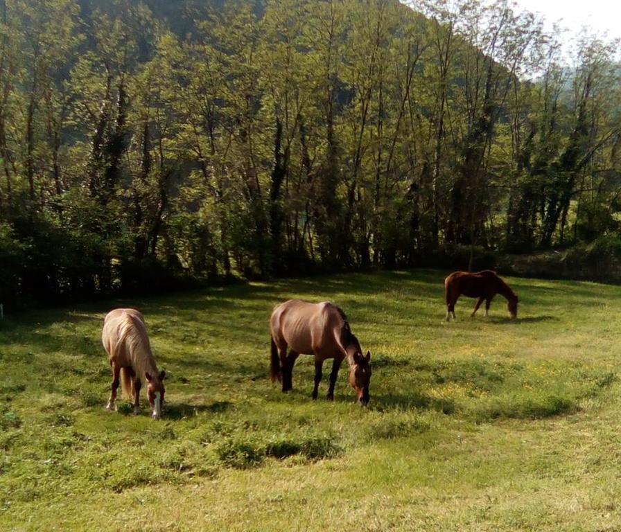 بورغو سان لورينزو Locanda Di Alberi المظهر الخارجي الصورة